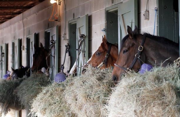 Horses Filtering Back to San Luis Rey Downs from Del Mar